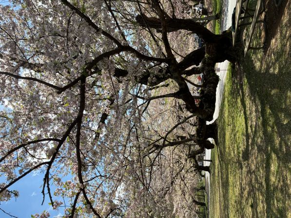 kenwood cherry 2.jpg